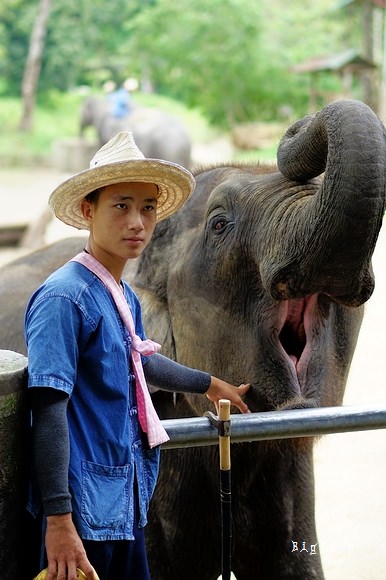 清迈大象公园Maetaeng Elephant Park+竹筏一日游