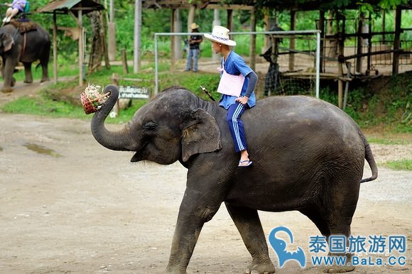 清迈大象公园Maetaeng Elephant Park+竹筏一日游