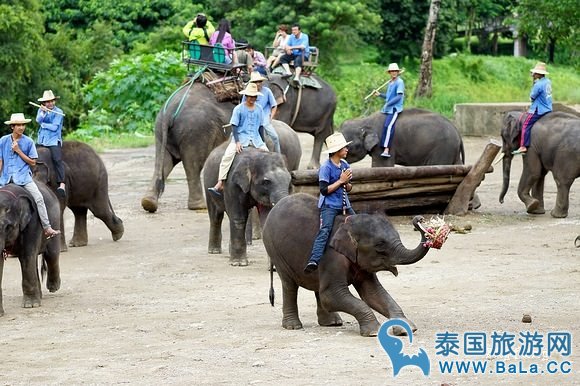 清迈大象公园Maetaeng Elephant Park+竹筏一日游