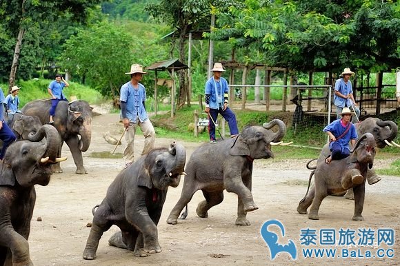 清迈大象公园Maetaeng Elephant Park+竹筏一日游