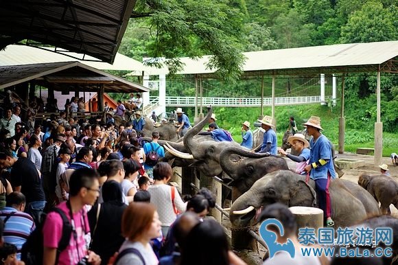 清迈大象公园Maetaeng Elephant Park+竹筏一日游