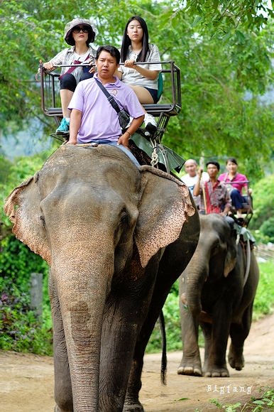 清迈大象公园Maetaeng Elephant Park+竹筏一日游