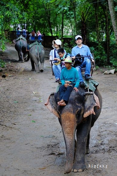 清迈大象公园Maetaeng Elephant Park+竹筏一日游