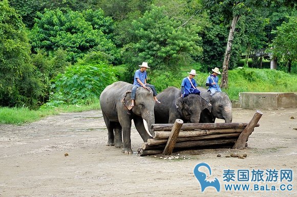 清迈大象公园Maetaeng Elephant Park+竹筏一日游