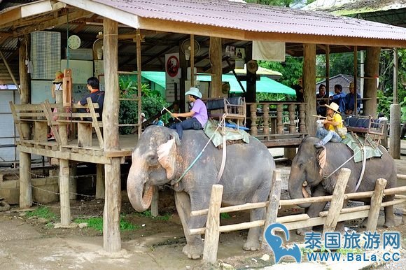 清迈大象公园Maetaeng Elephant Park+竹筏一日游