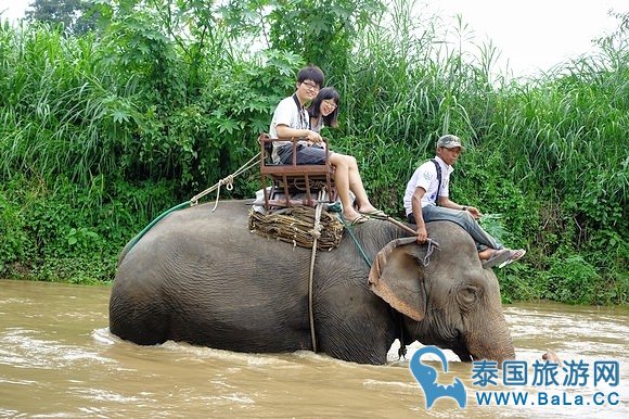 清迈大象公园Maetaeng Elephant Park+竹筏一日游