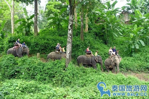 清迈大象公园Maetaeng Elephant Park+竹筏一日游