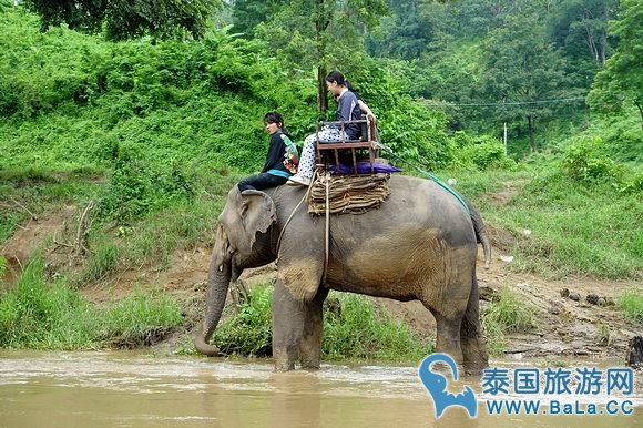 清迈大象公园Maetaeng Elephant Park+竹筏一日游