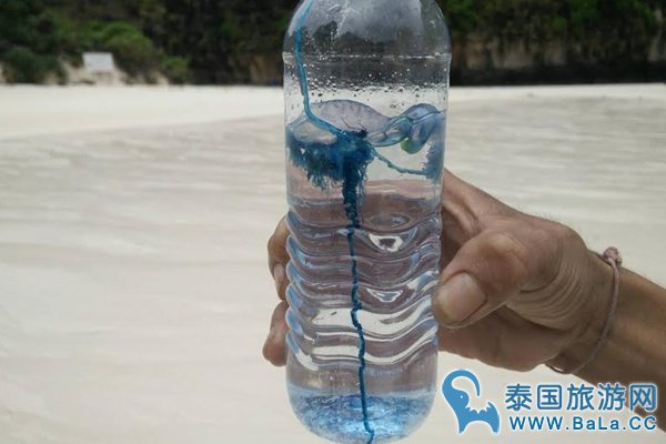 僧帽水母被捲上岸 PP岛禁游客下水