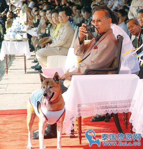 泰王收养爱犭通丹 流浪犭生活从此改善