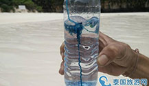 近期甲米玛雅湾海滩及PP岛僧帽水母被卷上岸 禁止游客下水