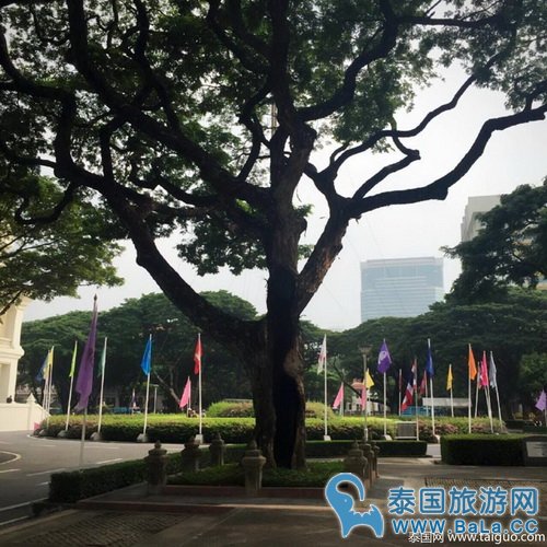 泰国国王在朱拉隆功大学种下的树已成校园靓丽风景线