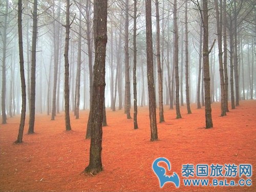 泰国5大国家森林的红叶景观