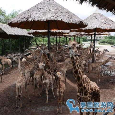 【泰国亲子游】曼谷14大亲子景点,室内室外玩翻翻天