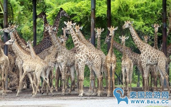 【泰国亲子游】曼谷14大亲子景点,室内室外玩翻翻天