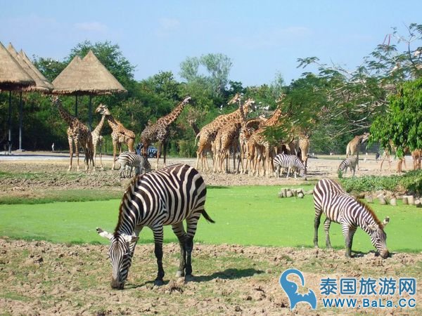 【泰国亲子游】曼谷14大亲子景点,室内室外玩翻翻天