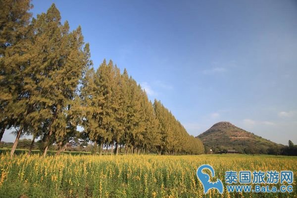 金汤普森农场Jim Thompson Farm 泰国空气最好的欧式农场 一年只开放一个月