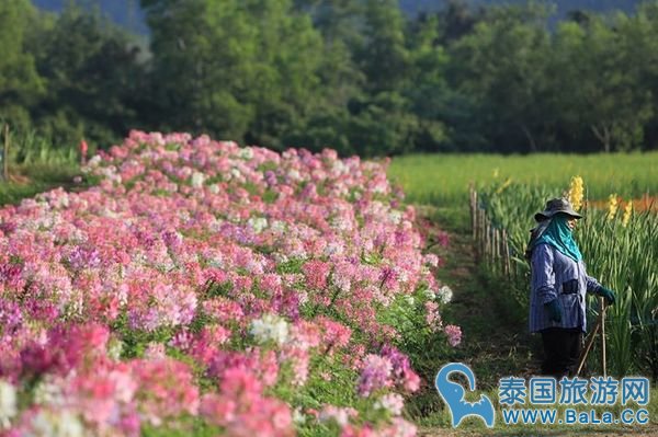 金汤普森农场Jim Thompson Farm 泰国空气最好的欧式农场 一年只开放一个月