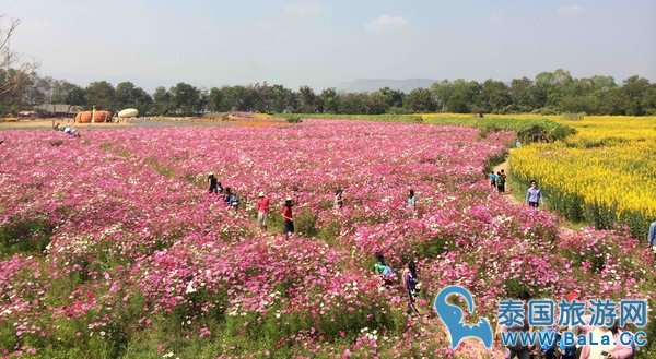 金汤普森农场Jim Thompson Farm 泰国空气最好的欧式农场 一年只开放一个月