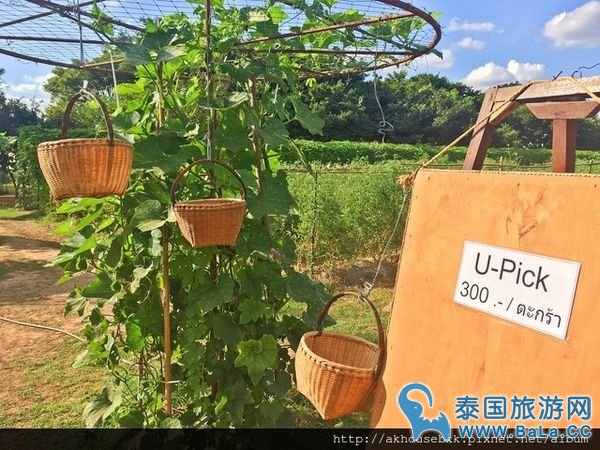 金汤普森农场Jim Thompson Farm 看花海，做手作，享受泰国最好的空气