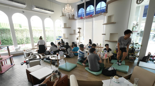 曼谷猫为主题的咖啡店cat cafe major pinklao