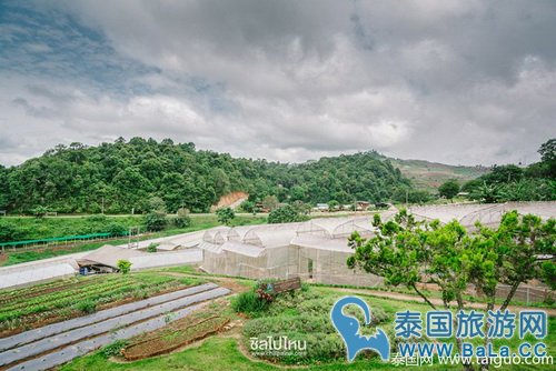 泰国皇家景点：去清迈皇家农业发展基地看花海、赏日出日落、看雾海