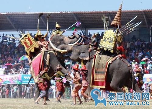 泰国素林大象节取消改为哀悼泰皇表演活动 请游客注意