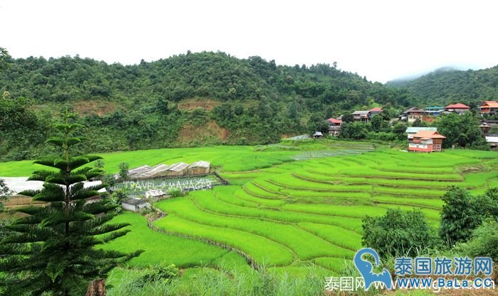 泰国皇家景点-Maelanoi梯田,追寻泰皇足迹