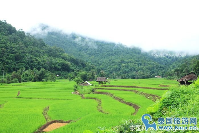 泰国皇家景点-Maelanoi梯田,追寻泰皇足迹