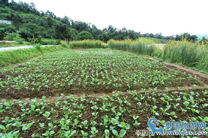 泰国皇家景点-Maelanoi梯田,追寻泰皇足迹