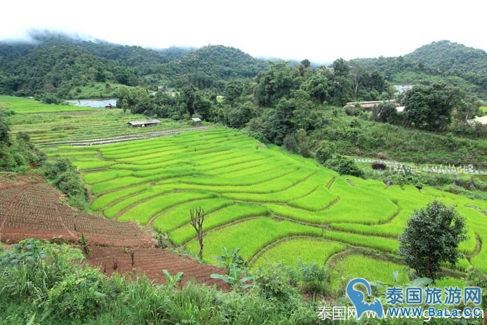 泰国皇家景点-Maelanoi梯田,追寻泰皇足迹