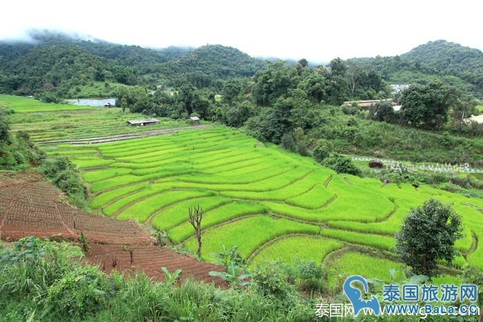 泰国皇家景点-Maelanoi梯田，追寻泰皇足迹