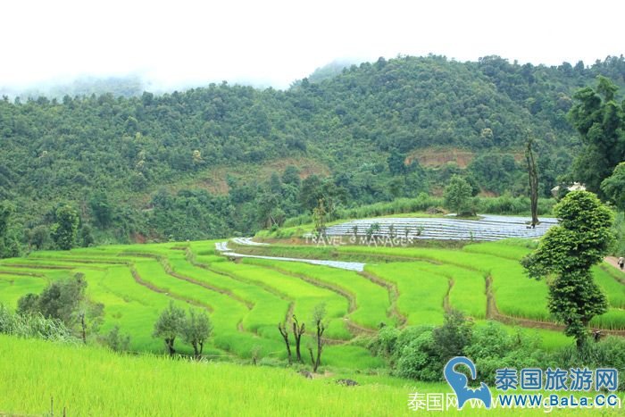 泰国皇家景点-Maelanoi梯田,追寻泰皇足迹