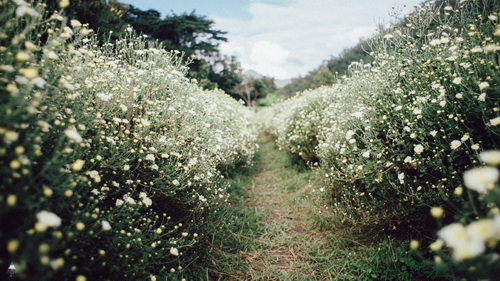 清迈浪漫唯美景点-沙蒙县野菊花 冬季旅游好去处