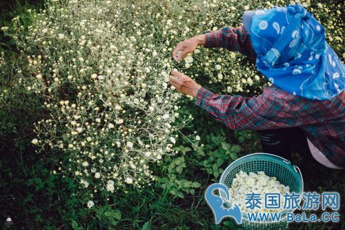 清迈浪漫唯美景点-沙蒙县野菊花 冬季旅游好去处