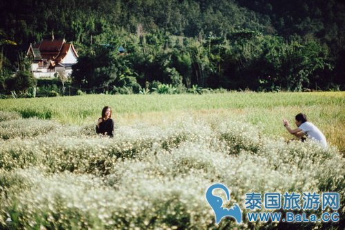 清迈浪漫唯美景点-沙蒙县野菊花 冬季旅游好去处