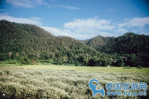 清迈浪漫唯美景点-沙蒙县野菊花 冬季旅游好去处