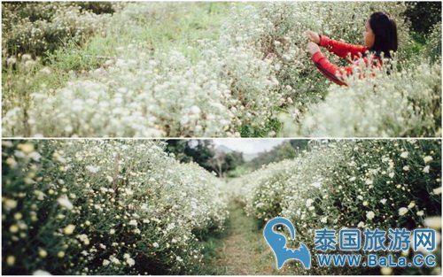 清迈浪漫唯美景点-沙蒙县野菊花 冬季旅游好去处