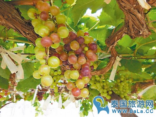 曼谷安帕瓦水上市场怎么玩?美食、酒庄一样都不能少