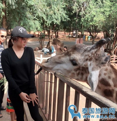 这么美的泰国女训象师是谁啊?给我来一打