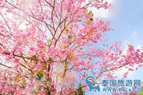 泰北9大皇家计划景点 追寻泰皇足迹