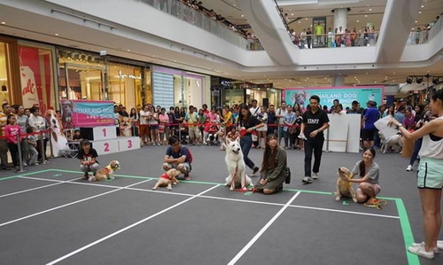 紫色捷运Talad Bang Yai站的Central Plaza Westgate购物商场