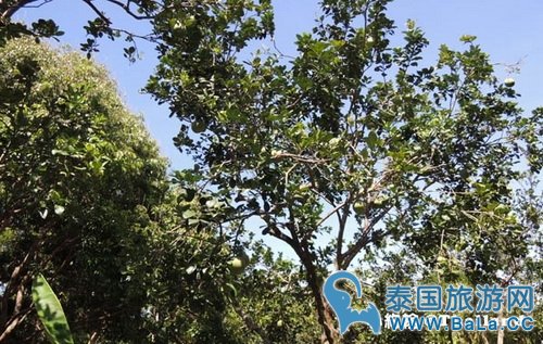 马里奥泰国旅游宣传片的旅游景点在哪?探寻果园绿色新景点