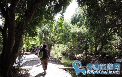 马里奥泰国旅游宣传片的旅游景点在哪?探寻果园绿色新景点