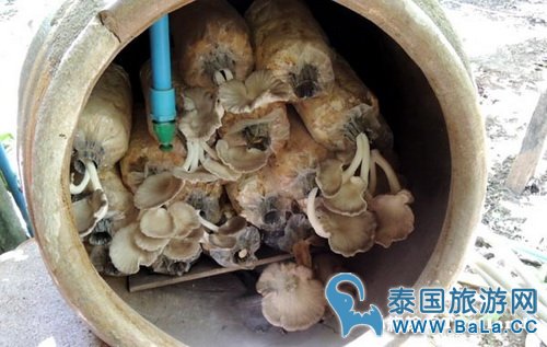 马里奥泰国旅游宣传片的旅游景点在哪?探寻果园绿色新景点