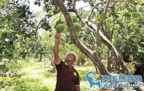 马里奥泰国旅游宣传片的旅游景点在哪？探寻果园绿色新景点