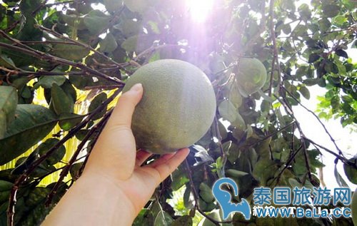 马里奥泰国旅游宣传片的旅游景点在哪?探寻果园绿色新景点