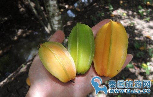 马里奥泰国旅游宣传片的旅游景点在哪?探寻果园绿色新景点