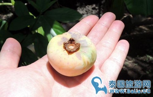 马里奥泰国旅游宣传片的旅游景点在哪?探寻果园绿色新景点