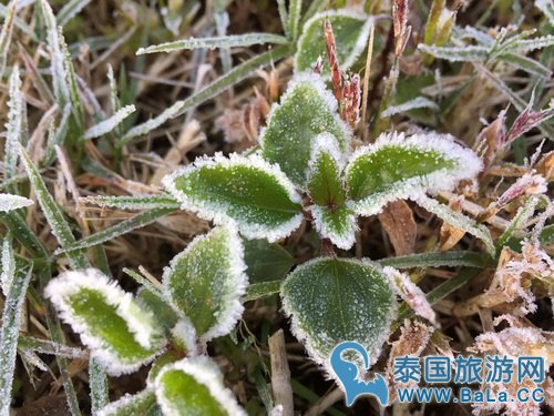 清迈因他农山最近冷吗?21日引来霜冻!
